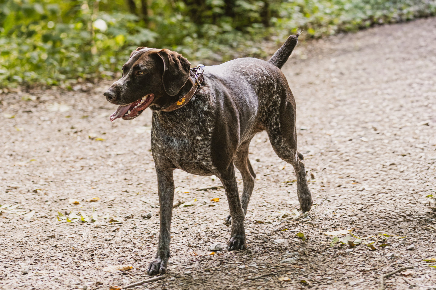 Präsenz-Kurs! Rückruftraining und Aufbau Pfeifentraining / Kein Online-Kurs!