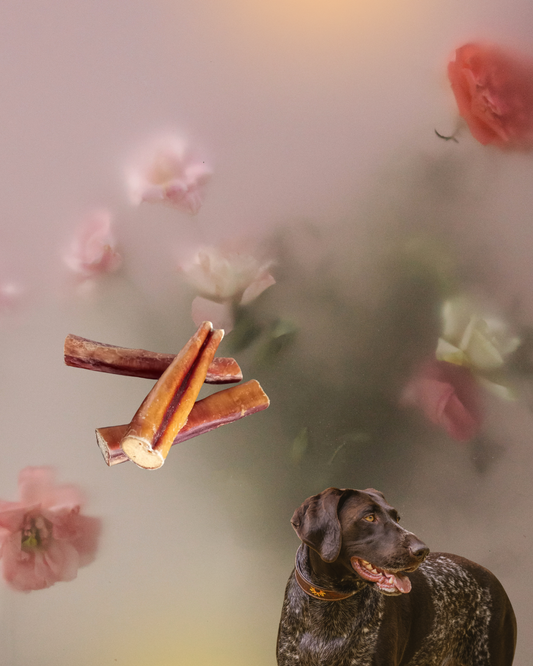 Ochsenziemer-Abschnitte